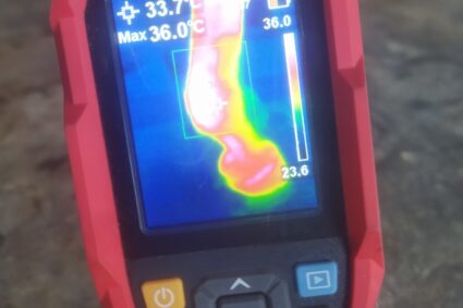 Equine Thermography