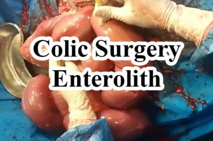 Colic Surgery – Enterolith
