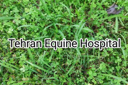 Artificial Pasture Creation for Horse Breeding